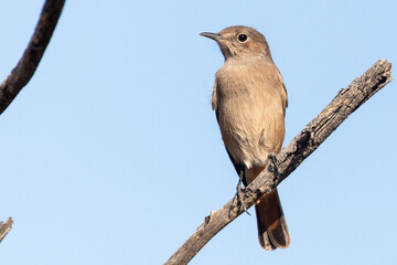 Familiar Chat (Cercomela familiaris) perched on branch in the Karoo, Western Cape, South Africa