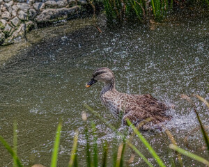 A Spot billed duck