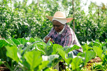 Farmer Tending Crops in a Lush Green Farm Field