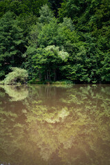 Obraz premium lake reflection trees