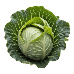 Fototapeta premium Fresh Cabbage Head with Green Leaves