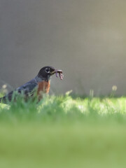 American robin with worm in its mouth on the grass on an early summer morning | Early bird gets the worm