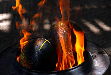 Cuisson du Uru, fruit de l'arbre à pain en Polynésie