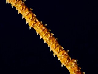 Details of a section of a wire coral