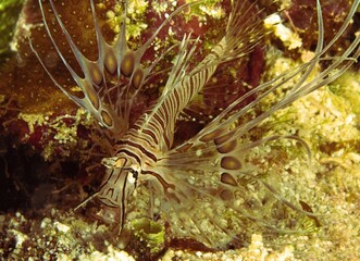 A close-up view of a juvenile lionfish