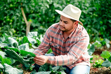 Fototapeta premium Latin American Farmer Tending to Crops in Lush Green Field