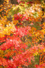 Background of colorful leaves at fall foliage, New England, USA