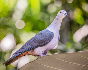 A Pacific Imperial Pigeon