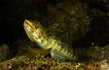 Lizardfish resting on the bottom