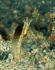 Sailfin pike blenny, emerging from its cave and showing its enormous dorsal fin