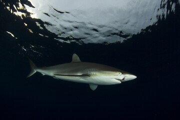 Silky shark with a wound on its face, swimming near the surface during sunset