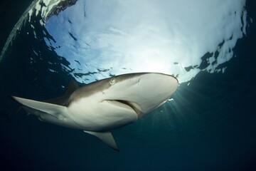 Details of the silky shark face and the Sun in de background