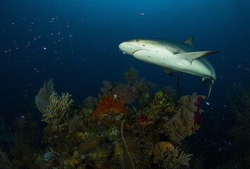 Beautifull coral reef with a reef shark swimming above.