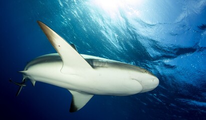 Fototapeta premium Reef shark circling near the camera