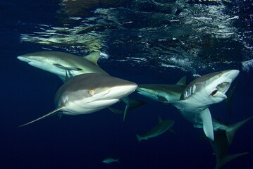 Fototapeta premium School of Silky sharks hunting in the surface