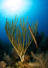 Trumpetfish hiding in a gorgonian on the coral reef