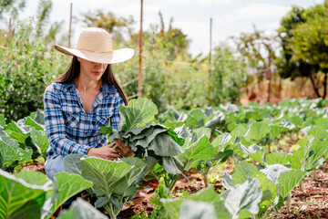 Woman Harvesting Cabbage on Sunny Day in Brazilian Farm