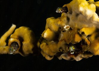 Family of secretary blenny in fire coral