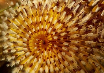 Details of the Christmas tree worm's bristles 