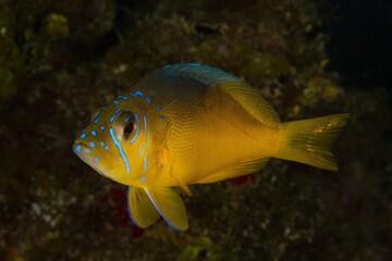 Yellow belly hamlet swimming over the reef