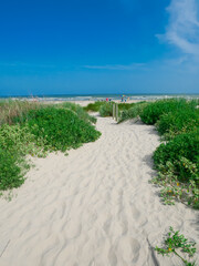 Sandy path natural transition from coastal vegetation to sandy shoreline leads to East Beach in Galveston, Texas. Coastal vegetation, beachgoers under umbrellas highlight scenic access activities