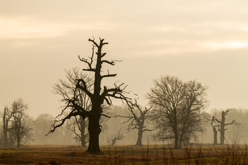Landscape in the park. Old trees.