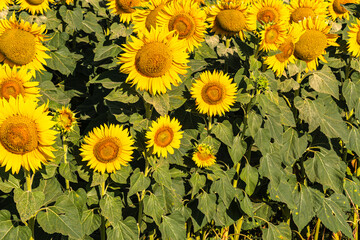 Close up of golden yellow sunflowers