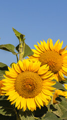 Close up of golden yellow sunflowers