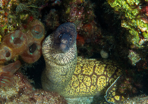 Moray eel, Murena helena, Kas Turkey