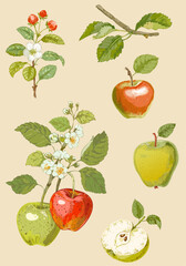 Fototapeta premium Close-up shot of apple branches, apples and flowers