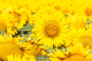 Sea of golden yellow sunflowers