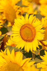 Sea of golden yellow sunflowers