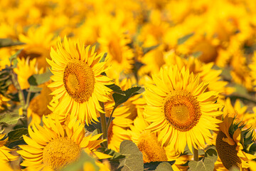 Sea of golden yellow sunflowers