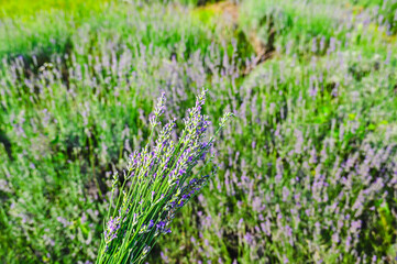 夏のラベンダー摘み