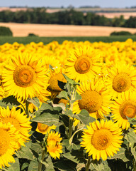 Sea of golden yellow sunflowers