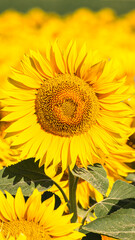 Fototapeta premium Sea of golden yellow sunflowers