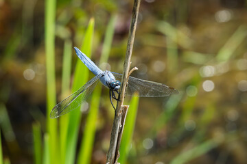  Ein Südlicher Blaupfeil (Orthetrum brunneum), eine Segellibelle, sitzt auf einem Schilfhalm