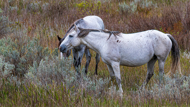 Tierwelten und Landschaften im Roosevelt Nationalpark North Dakota