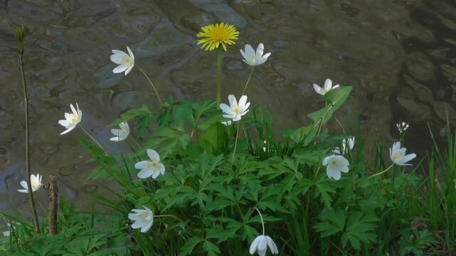 Wood Anemones and Dandelions Growing by a Stream or River in Spring