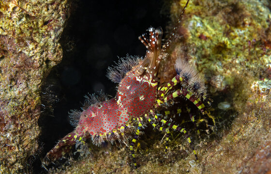 Arabian marble shrimp, Saron mormoratus, Kas Antalya Turkiye.