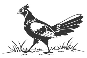 rooster isolated on white background