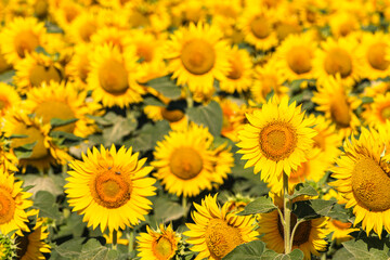 Obraz premium Sea of golden yellow sunflowers