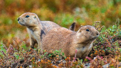 Tierwelten und Landschaften im Roosevelt Nationalpark North Dakota