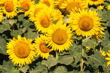Obraz premium Sea of golden yellow sunflowers