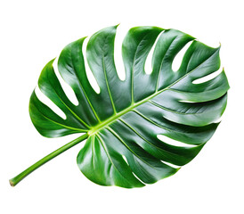 Photo of a vibrant green monstera leaf isolated on a transparent background