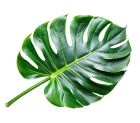 Photo of a vibrant green monstera leaf isolated on a transparent background