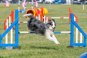 Dog taking part in agility competition