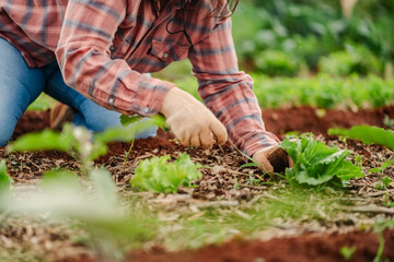 Gardener Cultivating Green Leafy Vegetables in Rural Farm
