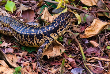 Closeup of a Gold Tegu