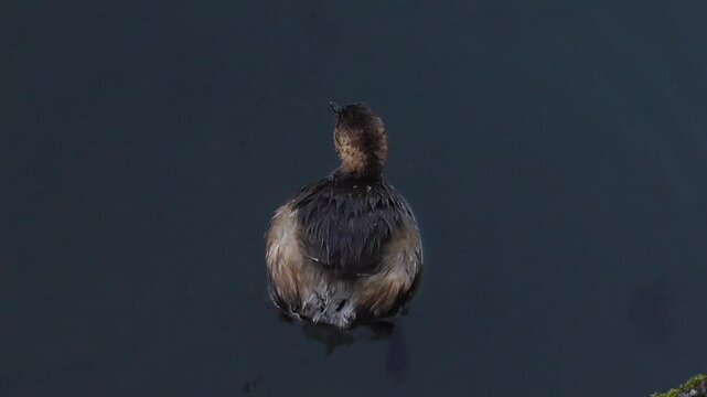 Little Grebe or Dabchick (Tachybaptus ruficollis) Diving For Food on a Pond or Lake